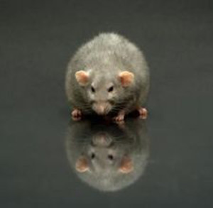 newport beach rodent control