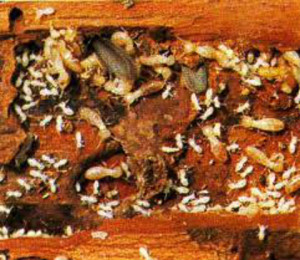 newport beach termite control