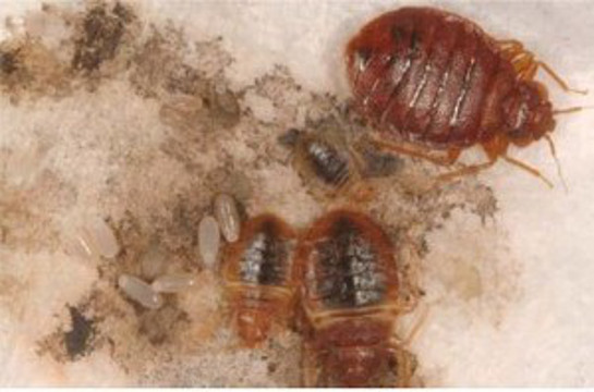 Bed Bugs Newport Beach - Pest Control of Newport Beach